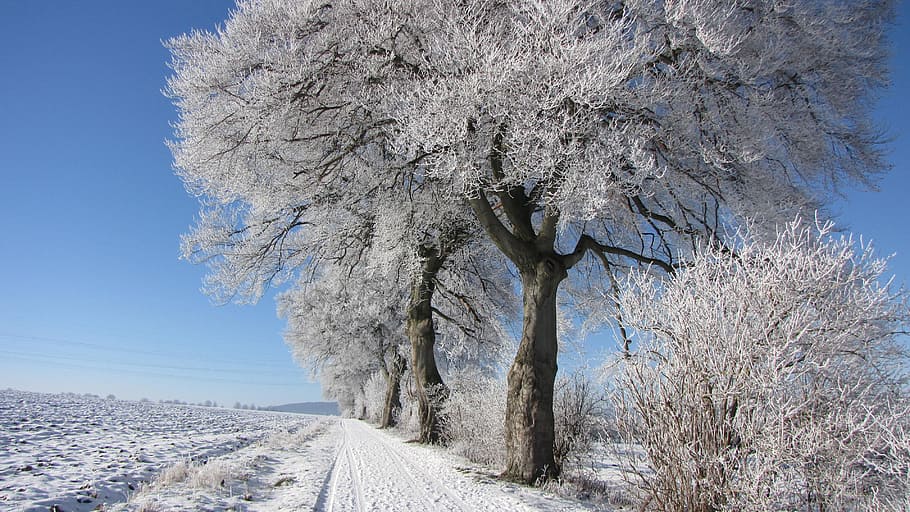 Winter, Tree, Frost, Snow, cold temperature, day, nature, plant HD wallpaper