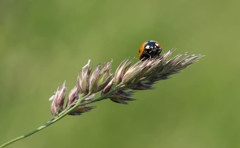 Ladybug, Branch, Blossom, Bloom, Grain, sit, nature, plant HD wallpaper