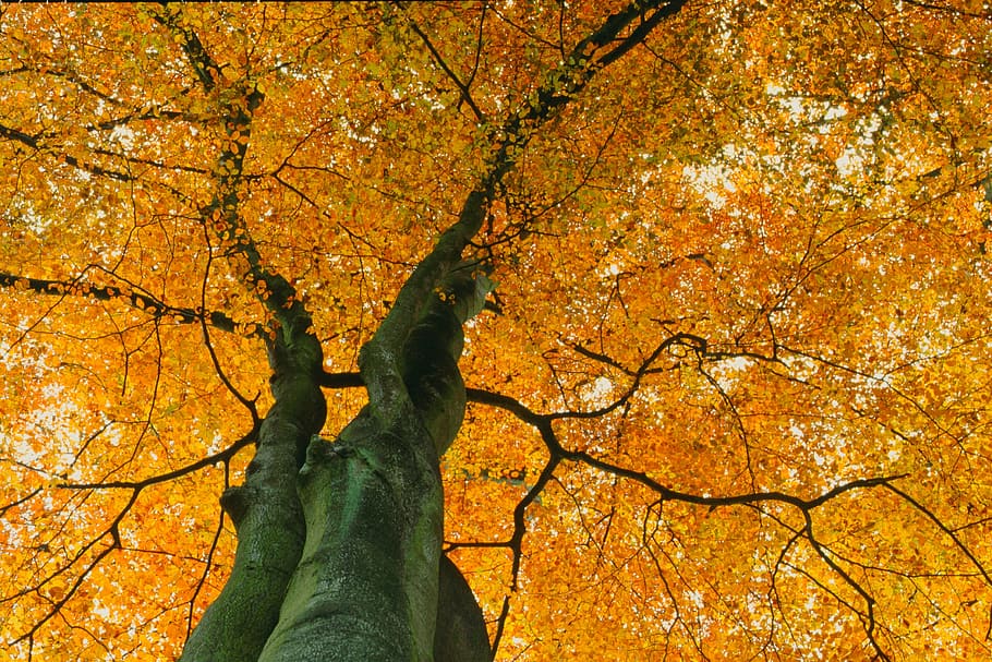 tree, nature, case, autumn, plant, change, orange color, tree trunk HD wallpaper