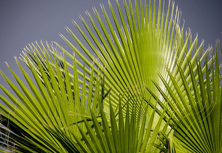 fronds, palm, leaf, green, foliage, pattern, tropical, palm leaf HD wallpaper