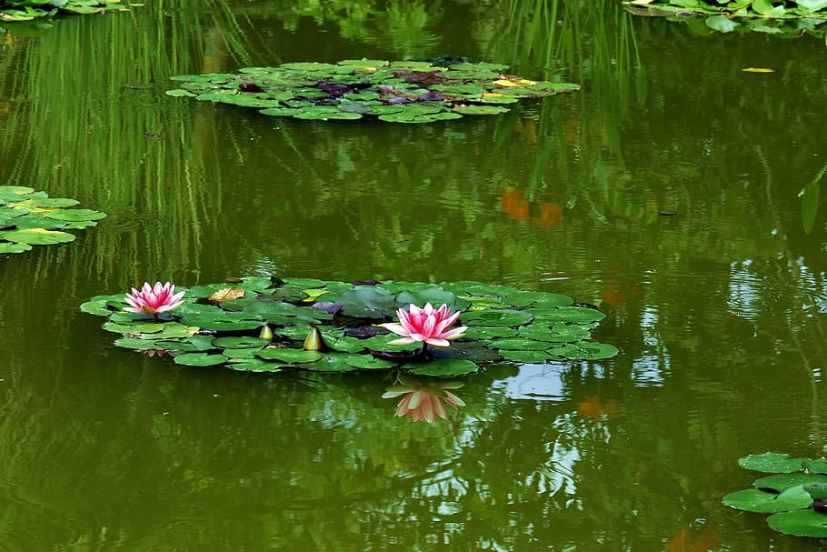 pink lotus flower on pond, Water Lily, Water Lilies, Water Plant