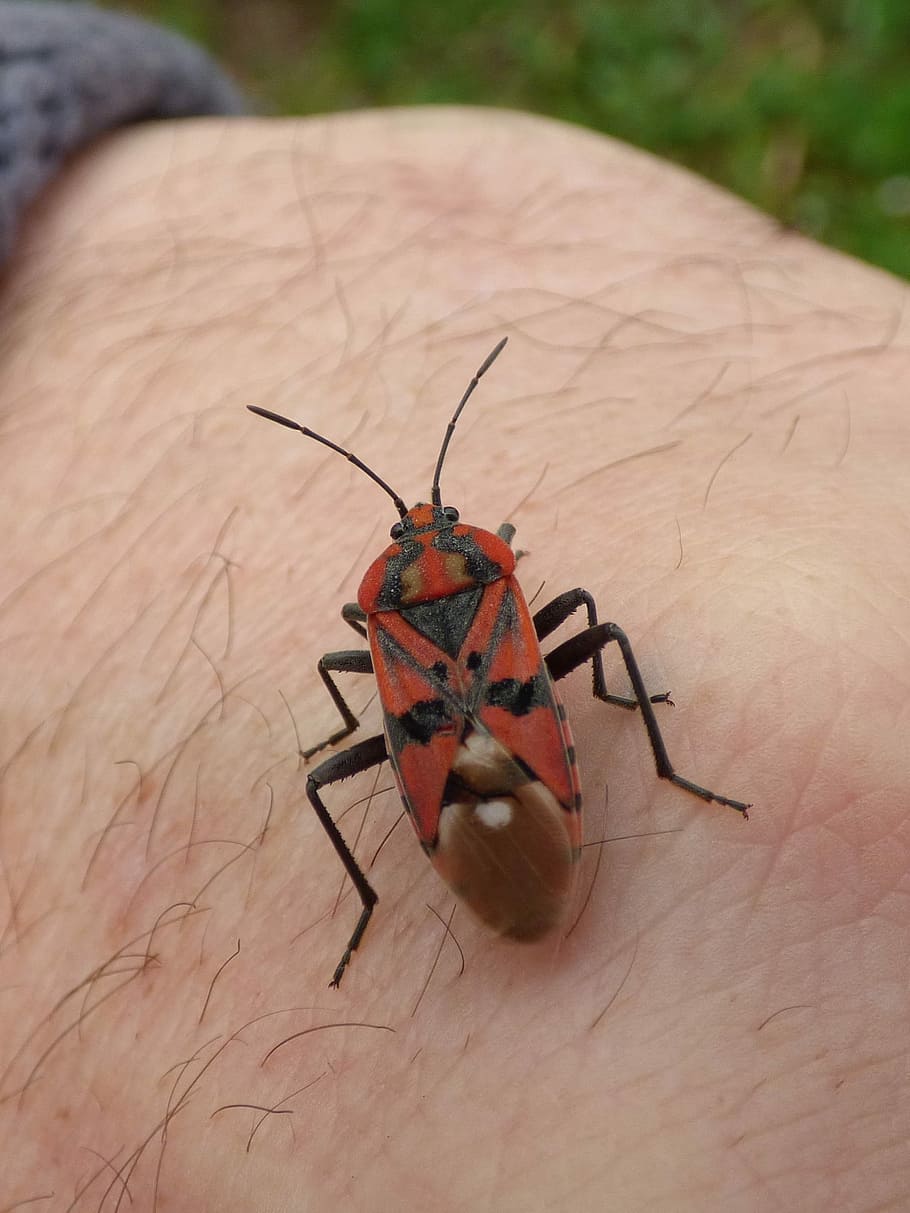 Insect, Beetle, Red And Black, Bug, detail, hand, one animal HD wallpaper