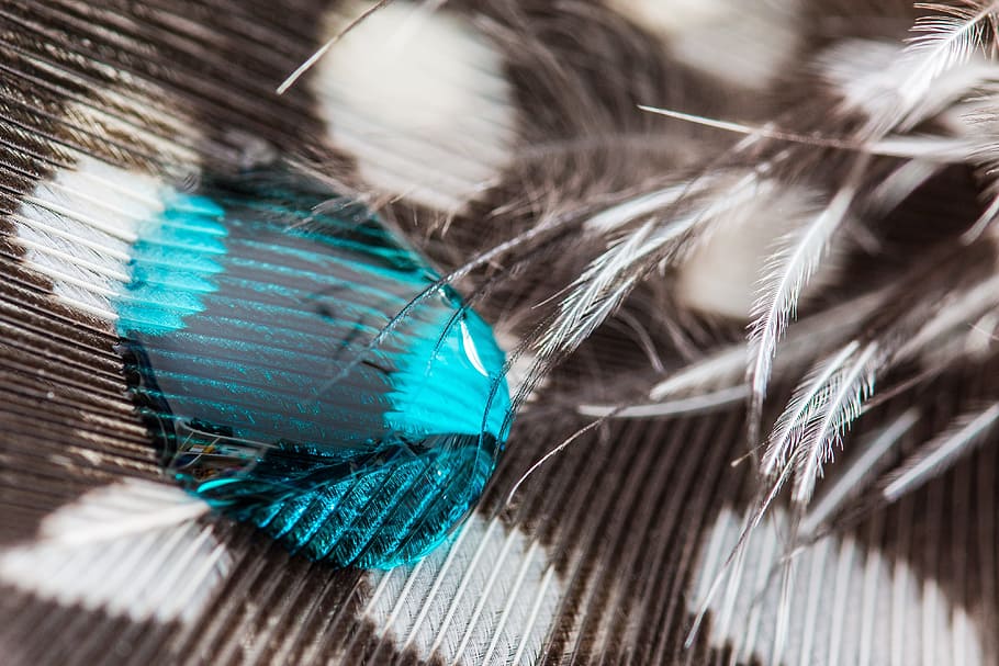 perlhuhnfeder, drip, feather, close, macro, background, drop of water HD wallpaper