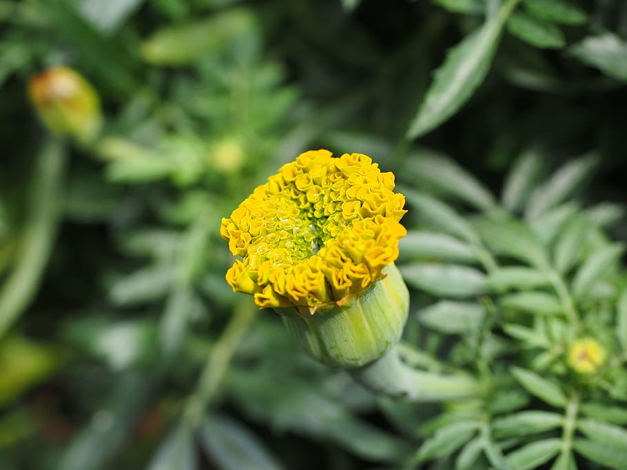 marigold, bud, marigolds, turkish carnation, dead flower, summer flower, HD wallpaper