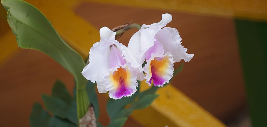 image, flower, nature, flora, white flowers, finlandia, flowering plant HD wallpaper