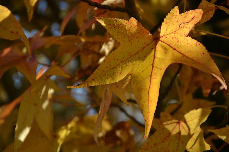 Autumn, Leaf, Sun, Tree, Forest, Walk, change, close-up, no people HD wallpaper