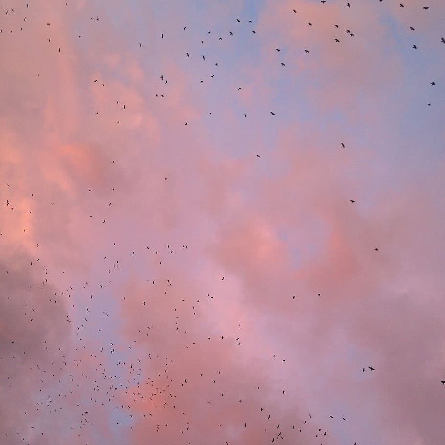 sky, sunset, evening sun, clouds, picturesque, birds, flock of birds HD wallpaper