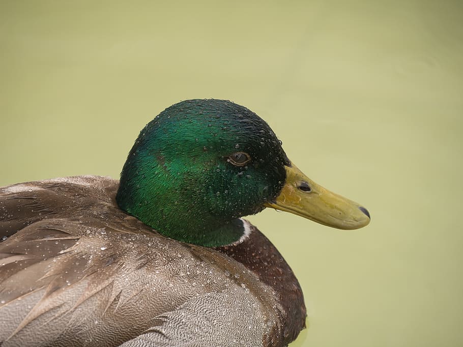 duck, rain, water, bird, vertebrate, animals in the wild, animal themes HD wallpaper