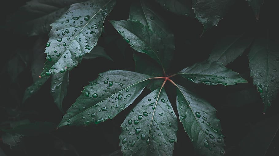 macro photo of green leaves, leaf, wet, water, droplet, plant HD wallpaper