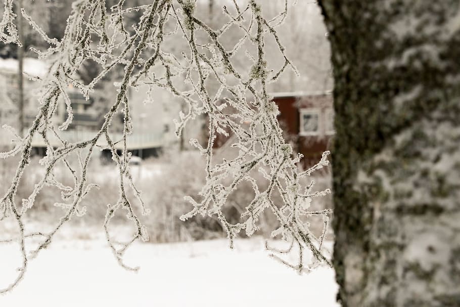 winter, tree, snow, old house, frost, cold temperature, plant HD wallpaper