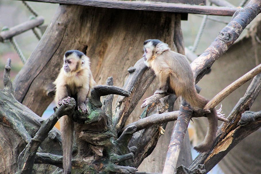 Capuchin Monkey, Zoo, äffchen, capuchins, animals, animal wildlife, HD wallpaper