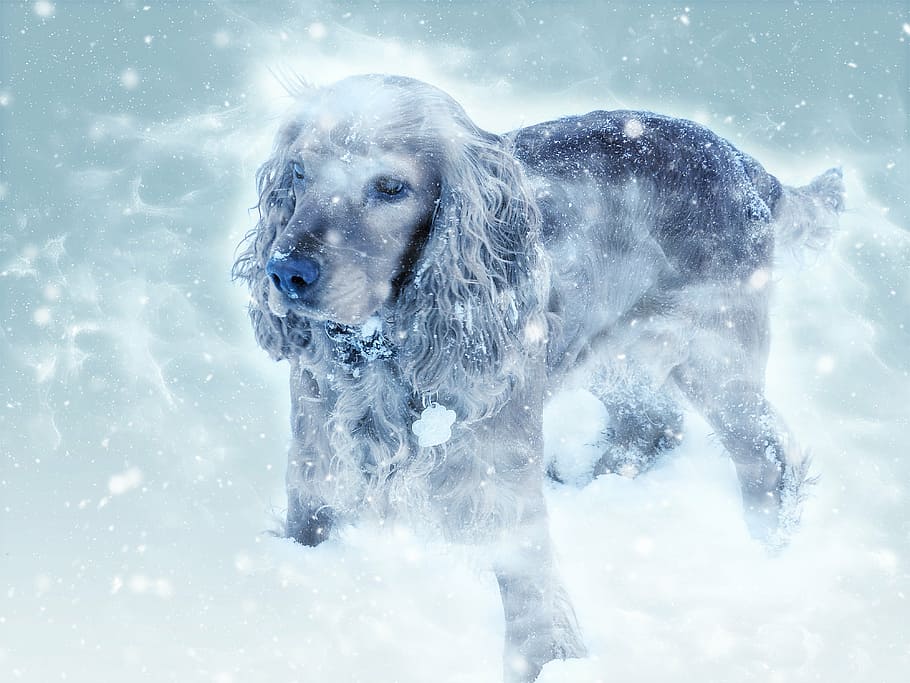 long-coated black and white dog covered with snow, cocker spaniel HD wallpaper