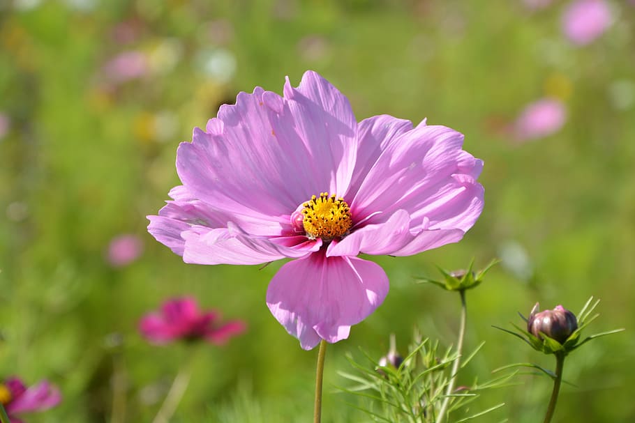 flower, pink flower parma, nature, garden, fleuri, flowering, HD wallpaper