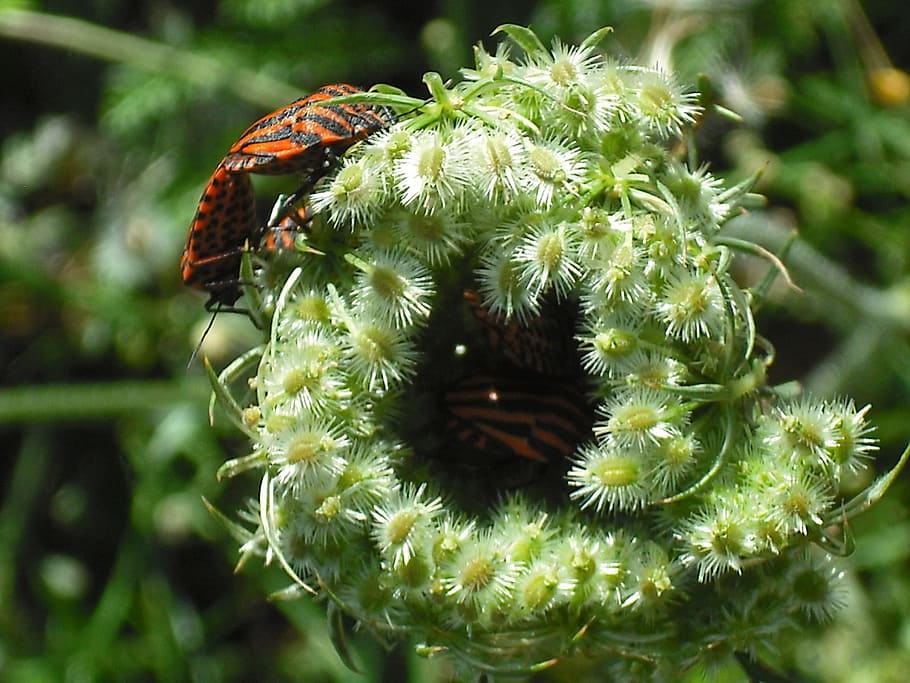 Insects, Flower, Nature, one animal, animal themes, animal wildlife HD wallpaper