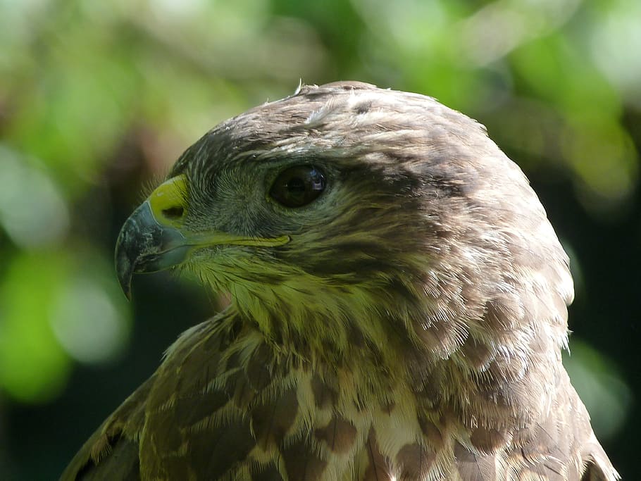 common buzzard, bird, raptor, predator, animal themes, vertebrate HD wallpaper