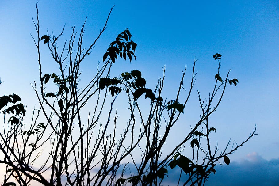 spring, tree, plant, nature, green, garden, landscape, summer HD wallpaper
