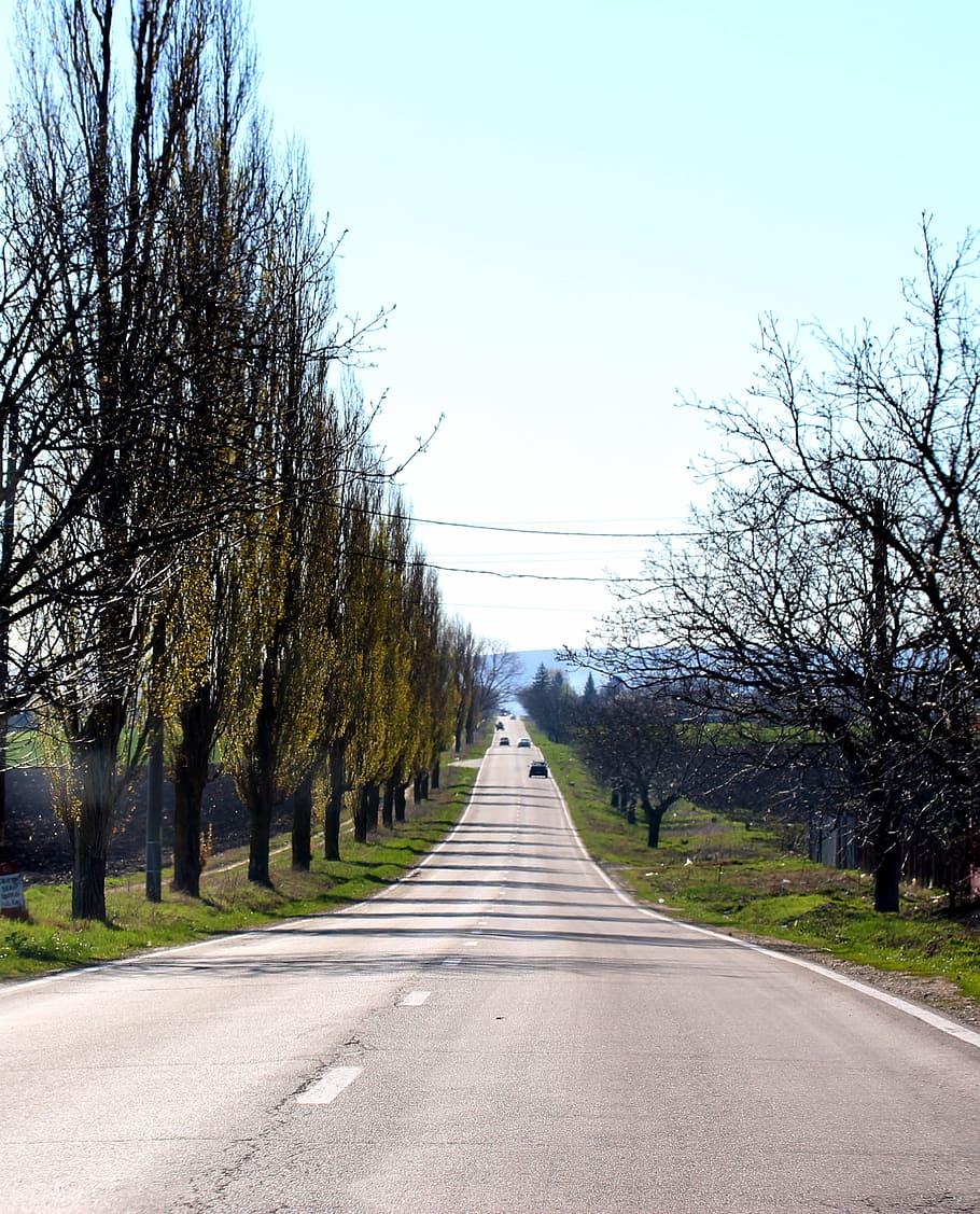 street, route, trees, the way forward, plant, road, direction HD wallpaper