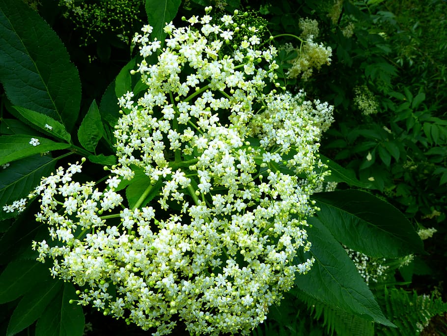 black elderberry, elderflower, branch, white, inflorescences HD wallpaper