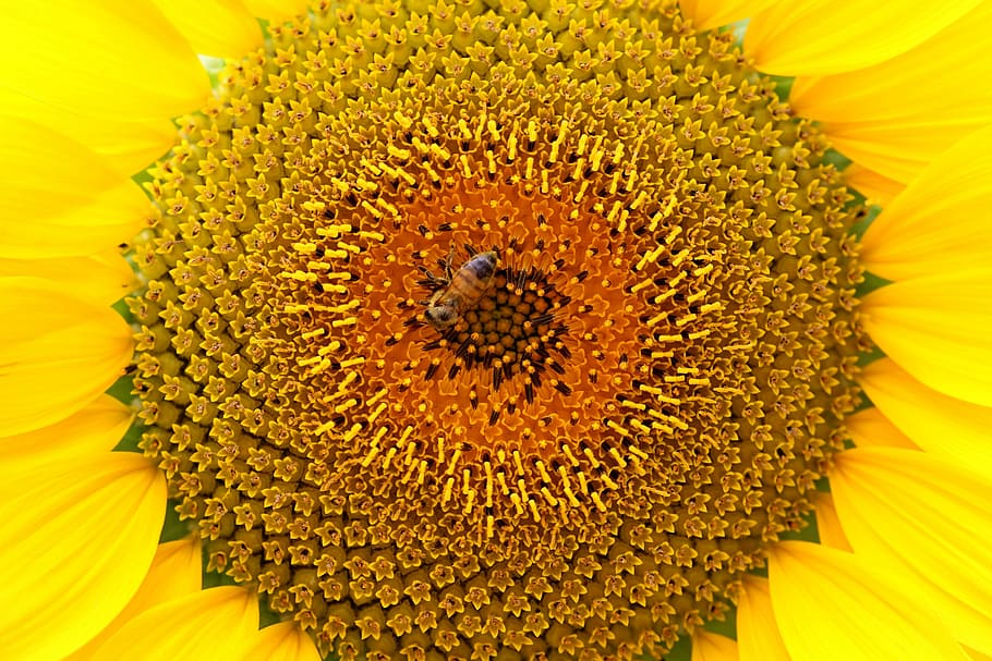 Sunflower, Bee, Nature, Plants, Yellow, blossom, park, yellow flower HD wallpaper