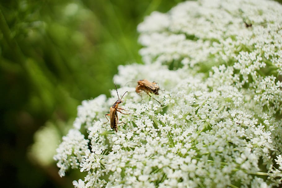 flowers, bugs, white, summer, green, nature, insect, natural HD wallpaper