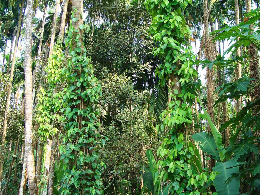 black pepper, piper nigrum, climber, arecanut tree, plantation