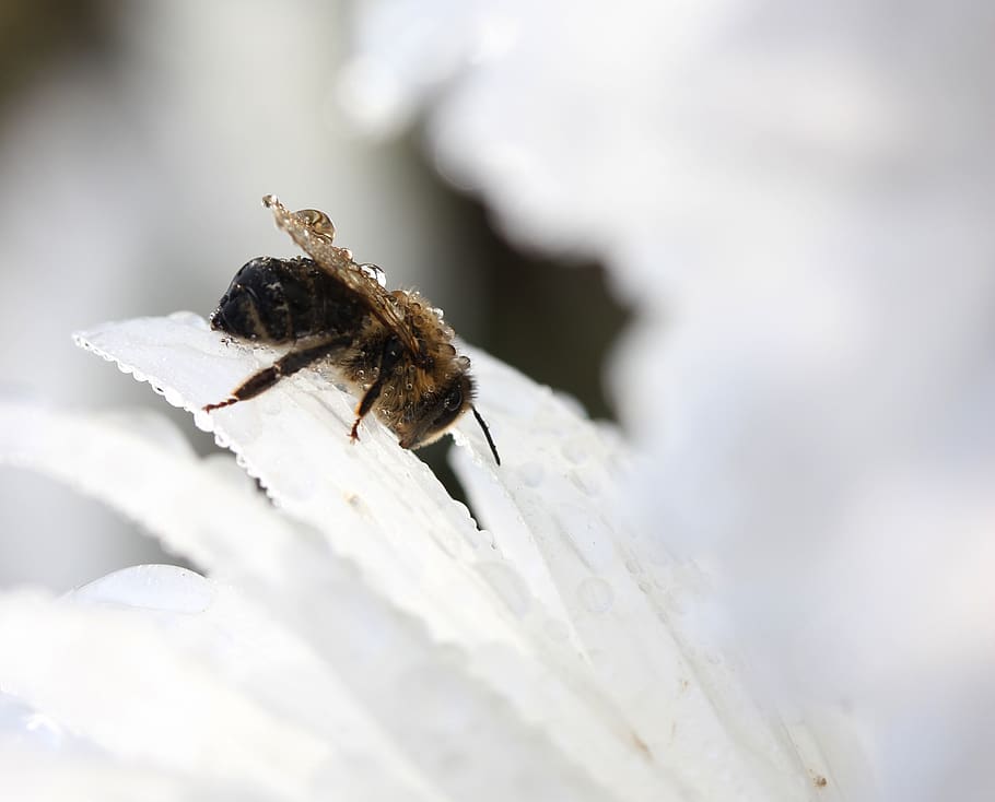 bee, wet, drops, flower, white, invertebrate, animals in the wild HD wallpaper