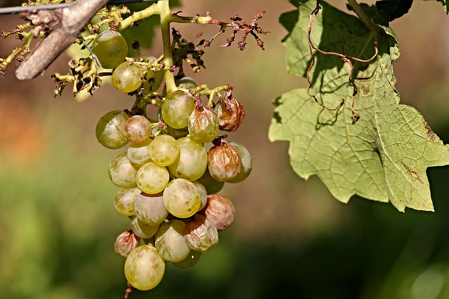 grape, vine, wine, of course, nature, fruit, winegrowing, green grapes