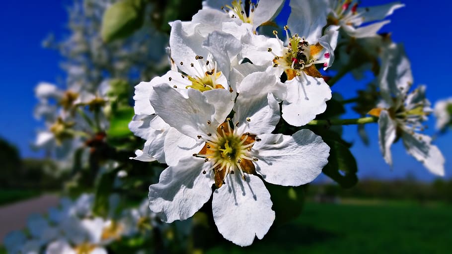 spring, flower, nature, plant, white, green, meadow, beauty HD wallpaper