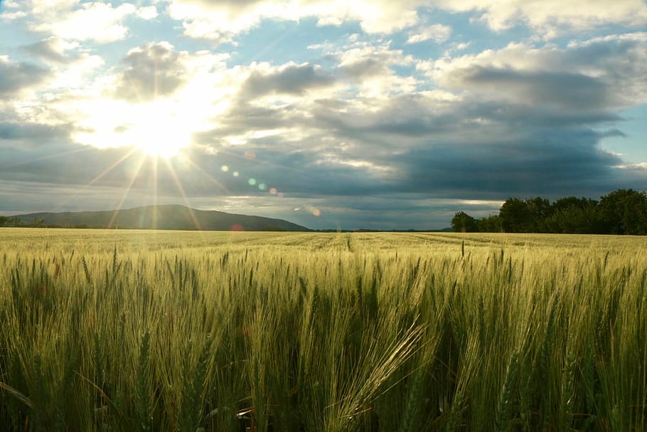 green lawn during daytime, field, sun, nature, clouds, sunset HD wallpaper