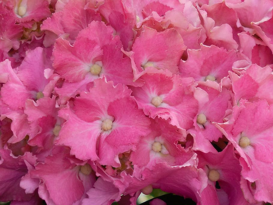 hydrangea, bloom, flower, blossom, nature, plant, floral, summer HD wallpaper