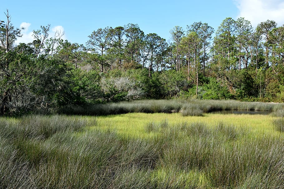 florida marshland, swamp, grass, nature, wetland, background, HD wallpaper