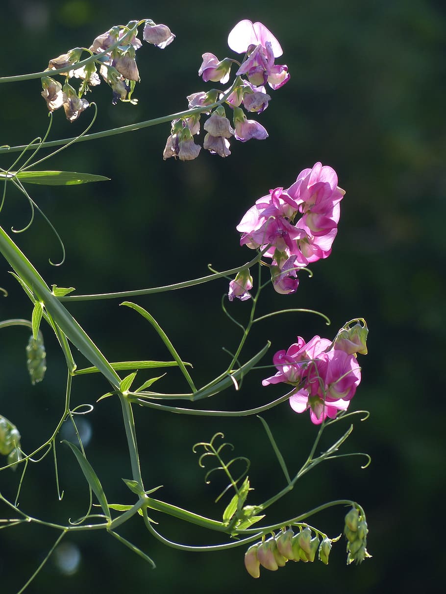 lathyrus tuberosus, back light, blossom, bloom, flower, purple HD wallpaper