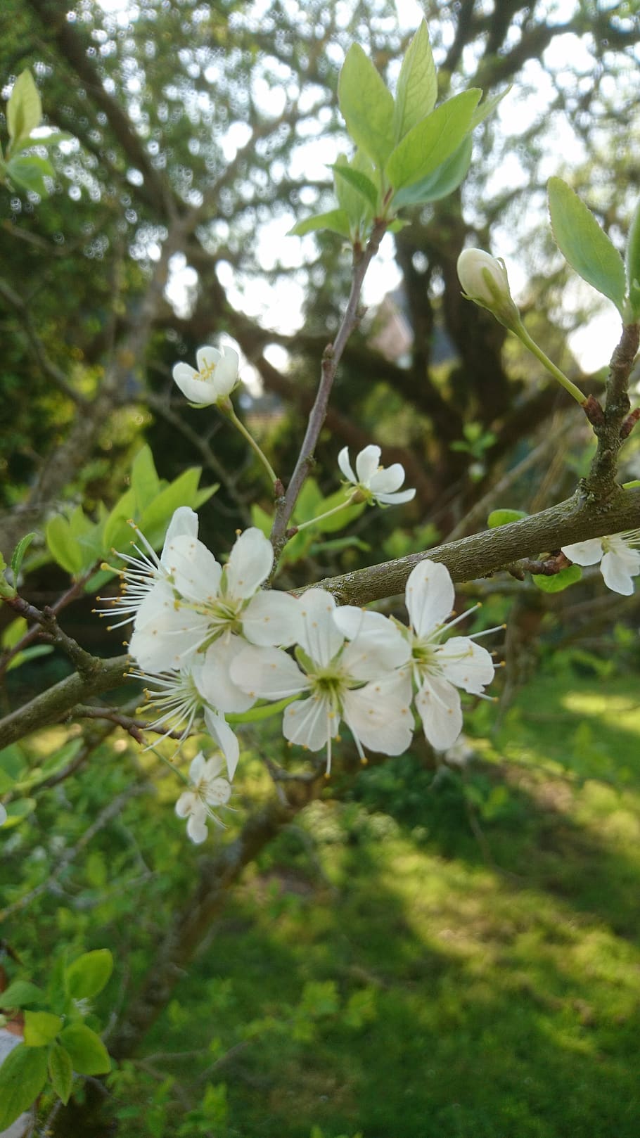 tree, nature, flower, branch, plant, growth, flowering plant HD wallpaper