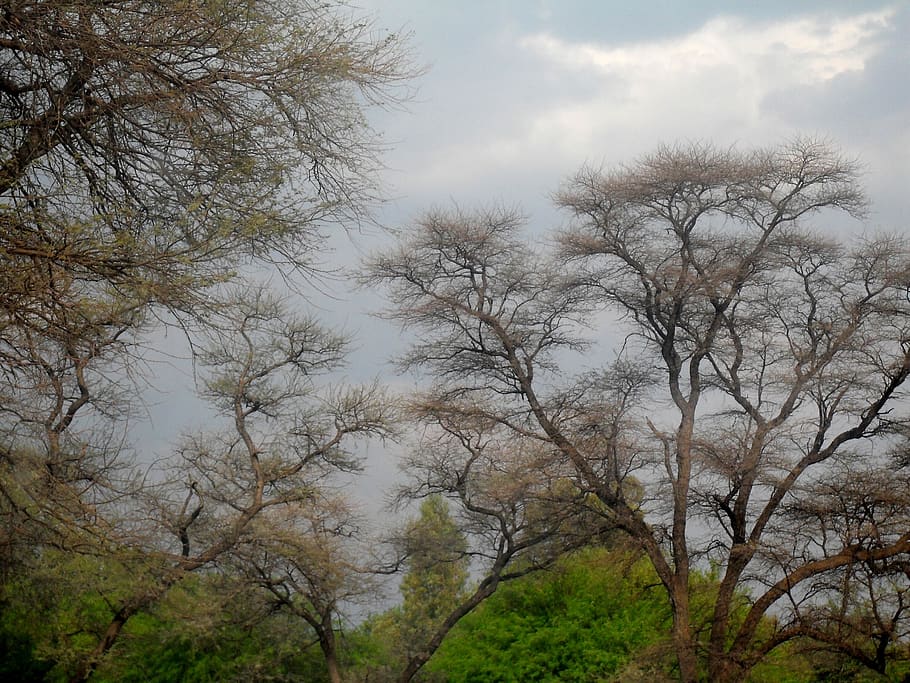 sky, trees, green, branches, fine branches, clouds, foliage HD wallpaper