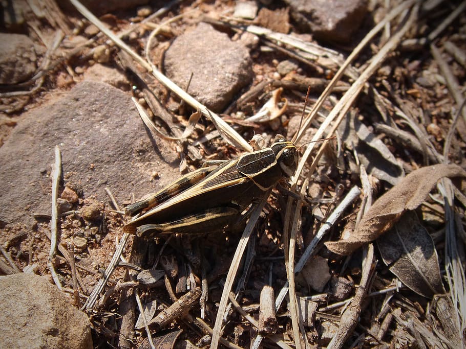 grasshopper, lobster, small, yellow, no people, land, dry, close-up HD wallpaper