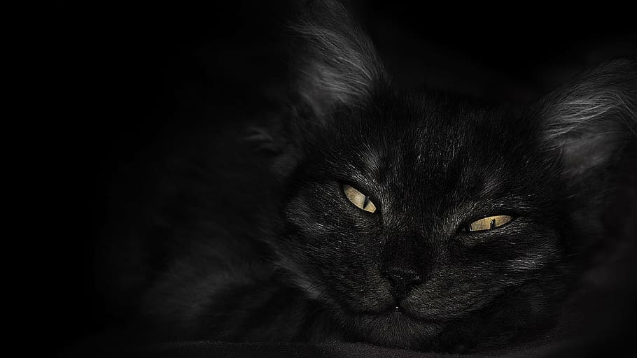 Thư giãn với hình nền mèo đen chụp gần, bạn sẽ cảm nhận được sự liên tưởng cùng với vẻ đẹp và sự nịnh mắt mèo của chúng.