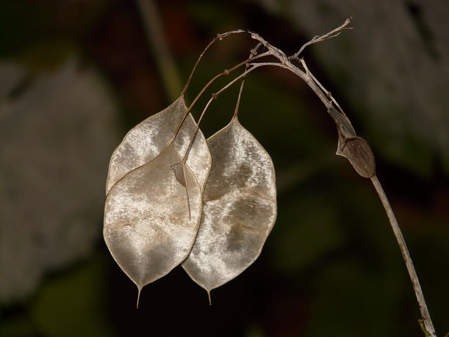 one year silver leaf, lunaria annua, kreuzbluetengewaech, brassicaceae, HD wallpaper