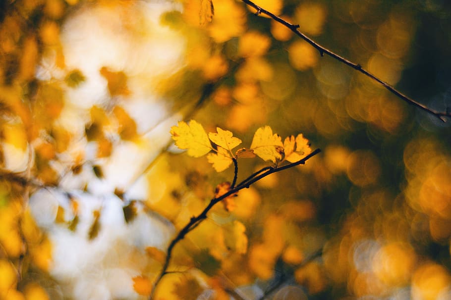 closeup photo of leaf, shallow focus photography of yellow leaves HD wallpaper