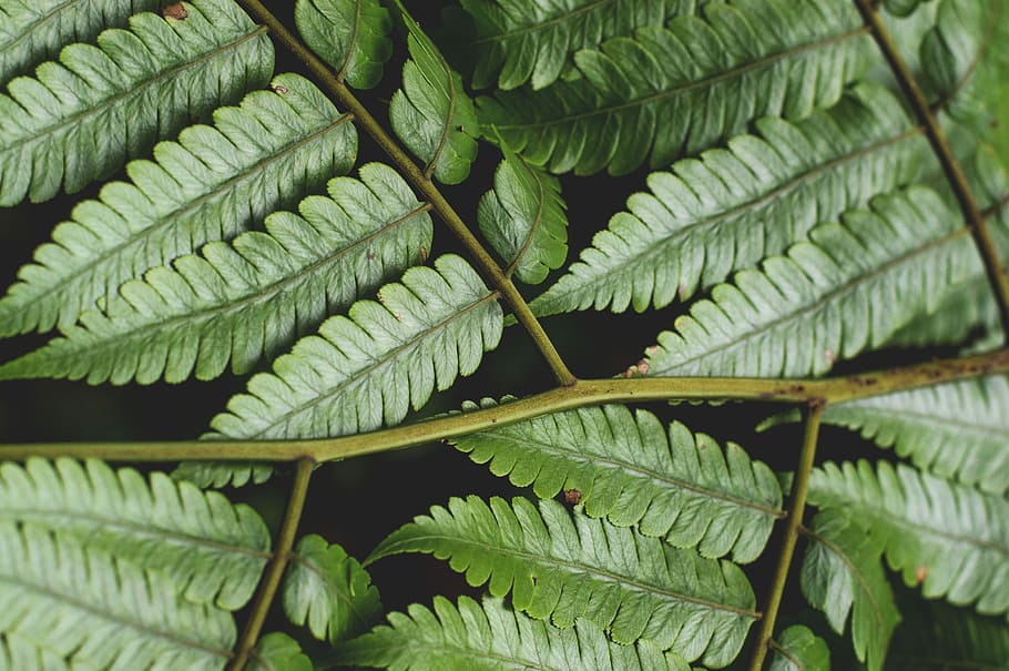 green fern leaves, green fern plant, leaf, branchlet, foliage, HD wallpaper