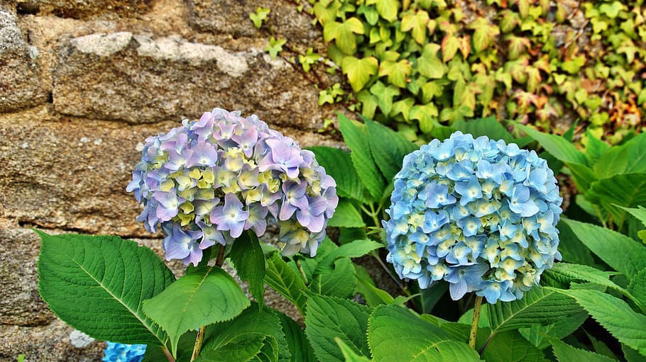 hydrangea, flower, brittany, blue petals, purple petals, leaf HD wallpaper