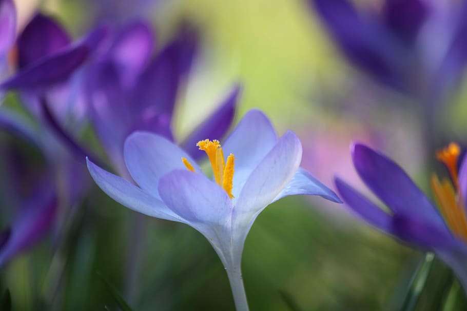 shallow focus photography of purple flower, crocus, spring HD wallpaper