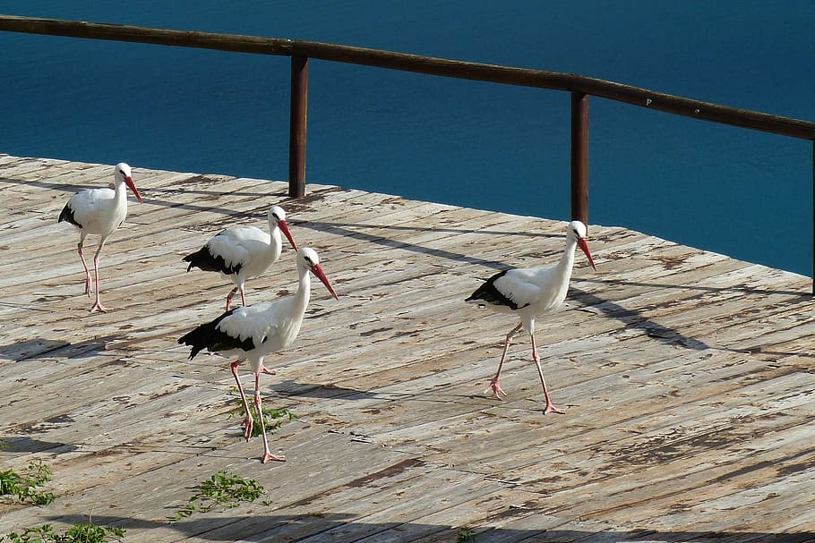 birds, storks, nature, animals, animal themes, animals in the wild HD wallpaper