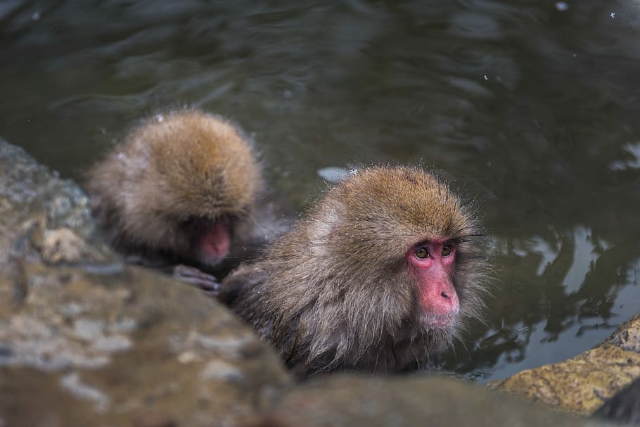 two brown monkeys on body of water, two brown monkey on body of water HD wallpaper