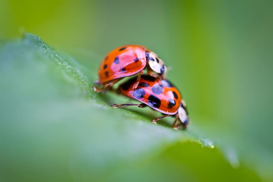 Hd Wallpaper: Selective Focus Photography Of Mating Ladybugs On Green 