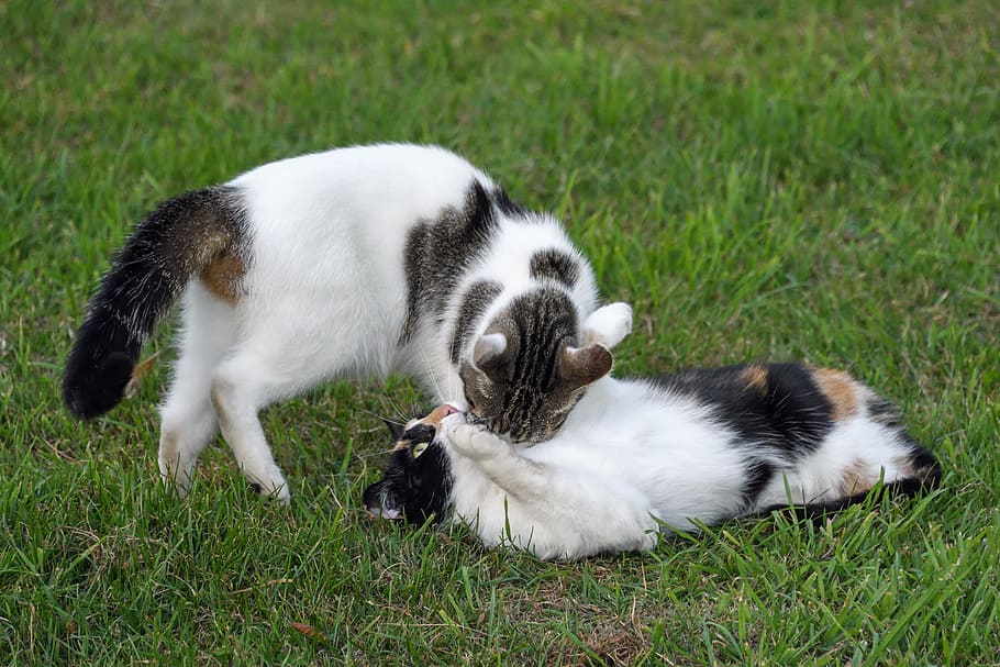 Cats, Play, Grass, two cats, domestic animals, day, animal themes HD wallpaper