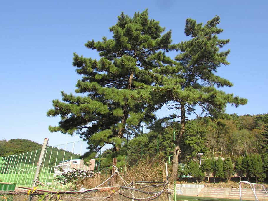 pine, green, sky, towers, tree, plant, nature, growth, day HD wallpaper