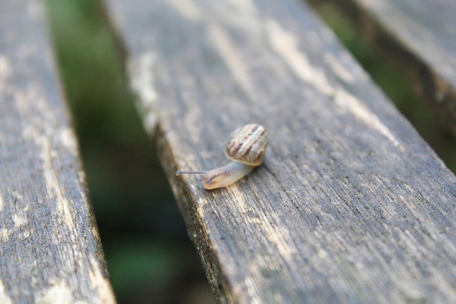 snail, nature, insect, animal, animal themes, animal wildlife HD wallpaper
