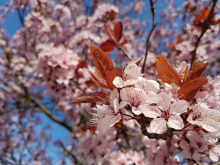 Blossom, Pink, Spring, Bloom, Branches, flower, tree, no people HD wallpaper