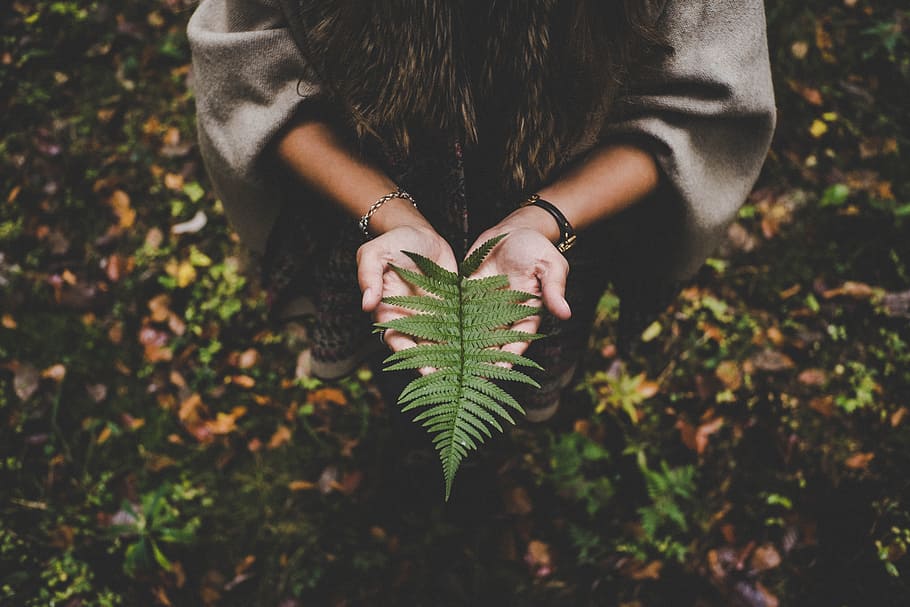 hands, woman, leaves, autumn, daylight, environment, fall, fern HD wallpaper