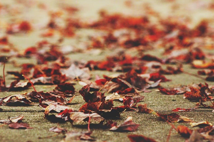 dried leaves on ground, macro shot of dried leaves, leaf, fall HD wallpaper